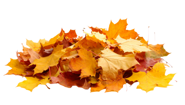 Pile of autumn leaves in various warm shades like orange, red, and yellow, featuring natural textures and edges. Isolated on a white background
