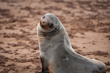 A Cape fur seal tilts its head in a cute pose on the beach of Cape Cross Seal Reserve, Namibia. A perfect wildlife and travel moment for nature and adventure lovers.