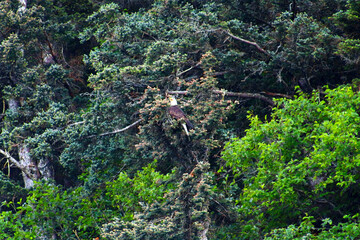 Bald eagle in a tree, British Columbia, Canada  