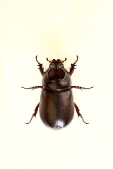 Oryctes nasicornis is a large flying beetle in the subfamily Dynastinae, a species of large beetle and pest of coconut palms and other trees. European rhinoceros beetle isolated Background.