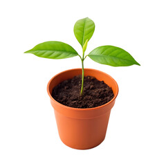 Naklejka premium A small green plant seedling growing in a terracotta pot with dark soil isolated on transparent background