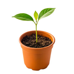 A young green seedling with new leaves growing in a terracotta pot filled with dark soil isolated on transparent background