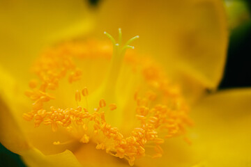 神代植物公園に咲く黄色のバラ