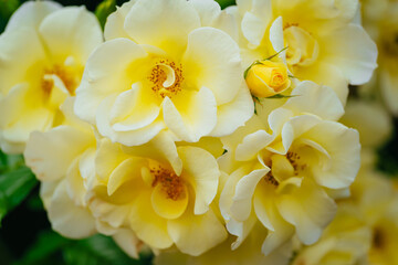 神代植物公園に咲く黄色のバラ