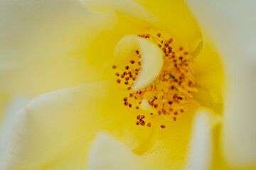 神代植物公園に咲く黄色のバラ