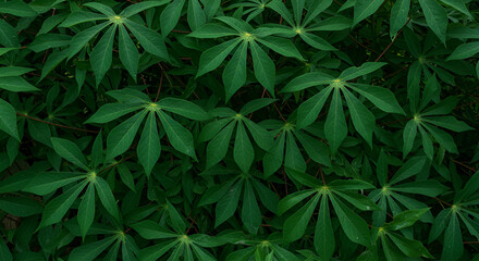 Close-up of lush cassava leaves