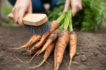 Close up of a person brushing dirt off freshly pulled carrots.