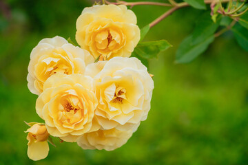 神代植物公園に咲く黄色のバラ