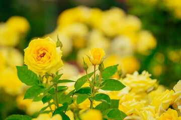 神代植物公園に咲く黄色のバラ