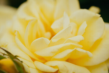 神代植物公園に咲く黄色のバラ