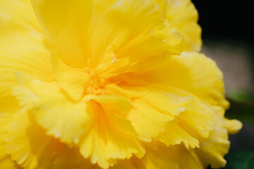 神代植物公園に咲く黄色のバラ