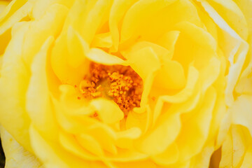 神代植物公園に咲く黄色のバラ