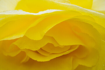 神代植物公園に咲く黄色のバラ