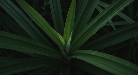 Fototapeta premium Close-up of lush green leaves (2)