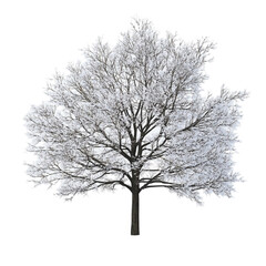 Snow covered tree winter wonderland serene nature peaceful scene