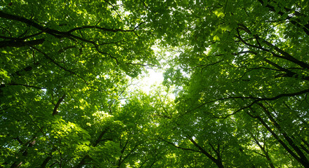 Obraz premium Lush green forest canopy