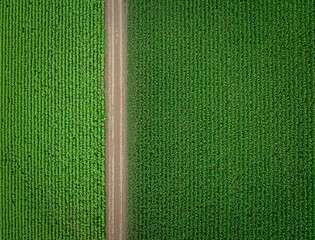 bird view of corn and sunflower fields with field road