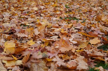  Fallen autumn leaves in various shades of orange, yellow, and brown create a colorful carpet on the ground in a park setting, signifying the transition from summer to winter.