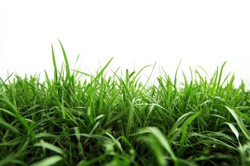 Lush green grass background vibrant spring lawn texture nature backdrop closeup on white background. Generative AI