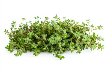 Fototapeta premium Fresh Thyme Herb Bunch Aromatic Culinary Ingredient Healthy Flavor Cooking Spice on white background. Generative AI