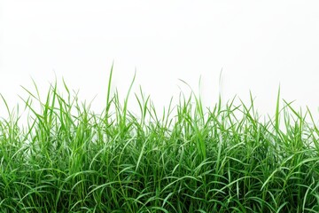 Fototapeta premium Fresh Green Grass Texture Background Summer Lawn Spring Growth Lush Organic on white background. Generative AI