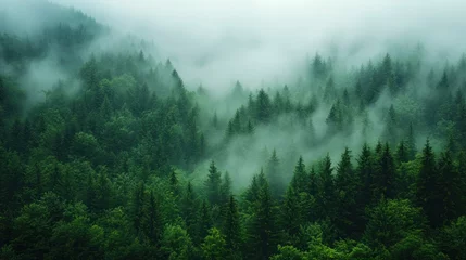 Papier peint photo  Misty Fog Rolling Over Mountain Pine Forest  © Fana Art