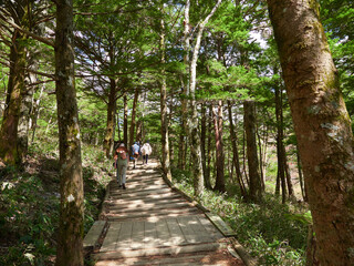 Fototapeta premium 初夏の観光名所上高地の森の整備された散策道と観光客の風景