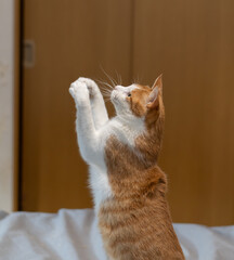 おもちゃで遊ぶ猫　茶トラ白	