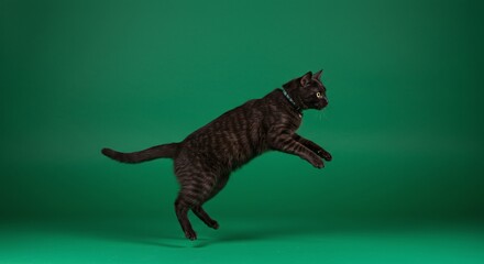 Black Cat Leaping in Studio with Green Background
