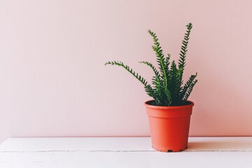 Minimalistic green potted plant against soft pink background for interior design inspiration