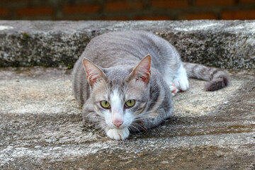 Gray Cat Lying Down Resting on Concrete Outdoor Looking Directly at Camera