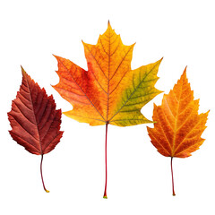 Three colorful autumn leaves in shades of red orange and yellow isolated on transparent background