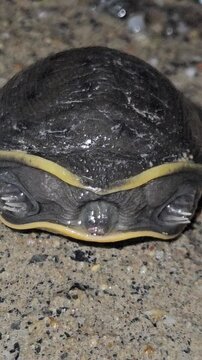 Closeup of little baby turtle crawls on the land, India