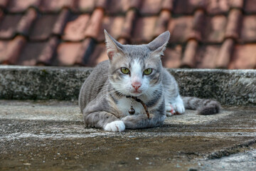 Cat Lying Down Relaxing on Roof with Bell Collar