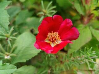 Moss-rose purslane, Moss Rose or the Portulaca grandiflora