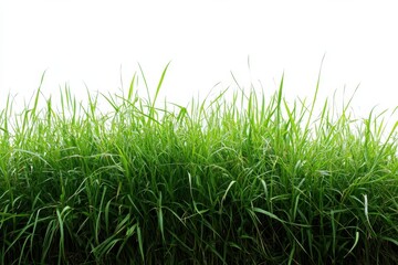 Fototapeta premium Lush Green Grass Field Natural Beauty Fresh Scenic Outdoor Summer Ecology Lawn on white background. Generative AI