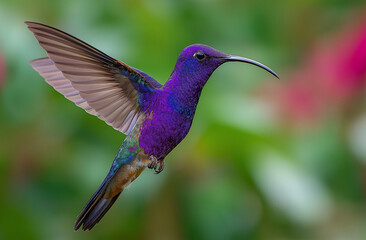 Obraz premium Photo of a hummingbird in flight, with its iridescent violet feathers and long beak