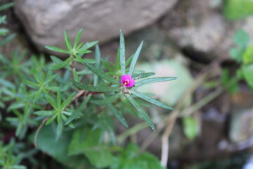 Moss-rose purslane, Moss Rose or the Portulaca grandiflora