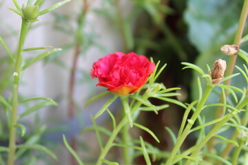 Moss-rose purslane, Moss Rose or the Portulaca grandiflora