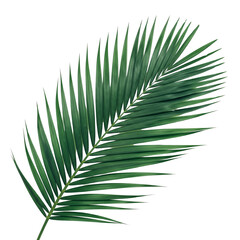Obraz premium Emerald palm frond, its slender leaves radiating outwards, isolated on transparent background