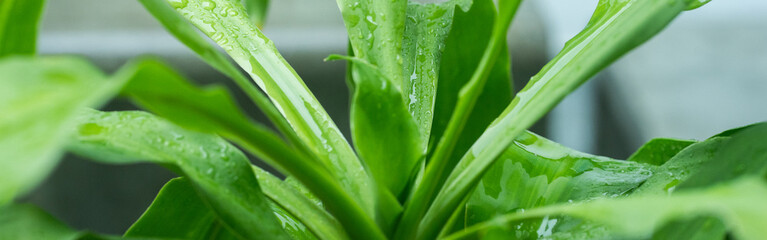 tree in rainy season with raindrop on tropical tree leaf in garden