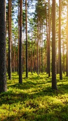 Fototapeta premium Sunlight filters through tall pine trees