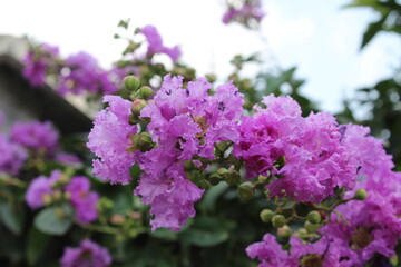 Crape Myrtle or the Lagerstroemia speciosa