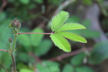 Moss-rose purslane, Moss Rose or the Portulaca grandiflora