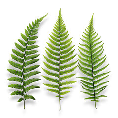 Three vibrant green fern fronds arranged on a transparent background isolated on transparent background
