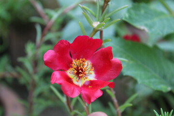 Moss-rose purslane, Moss Rose or the Portulaca grandiflora