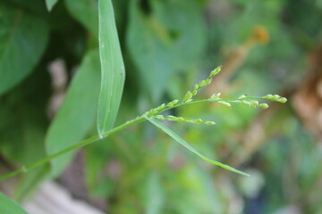 Brachiaria ramosa or the Brachiaria green grass plant