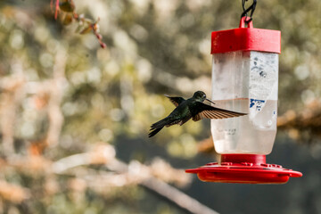 Hummingbird perched at a red and white nectar feeder with blurred background and dappled sunlight © PIC by Femke