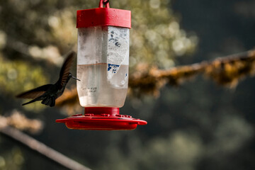 Red and white hummingbird nectar feeder hanging from a branch with blurred natural background © PIC by Femke