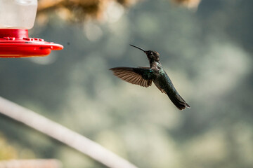 Hummingbird in flight approaching a red nectar feeder with wings outstretched against blurred background © PIC by Femke